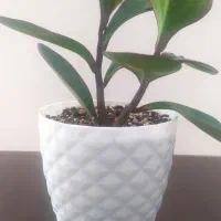 گلدان