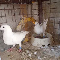 کفترپلاکی