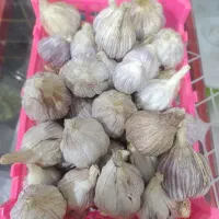 سیر بشاکرد