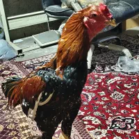 خروس لاری