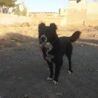 سگ مشکی سفید