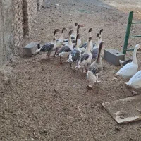 غاز سالم و جوان