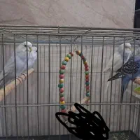 فروش مرغ عشق