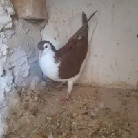 کبوتر