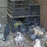 کفتر دونه ای ۱۵۰ در حاجی اباد