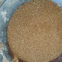 بذر یونجه