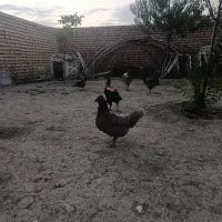 مرغ خروس