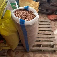 تخمه ژاپنی