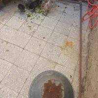 جوجه فروشی