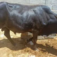 فروش گاو