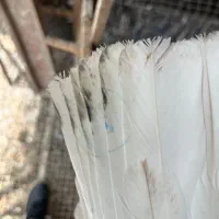 کبوتر مهری