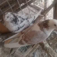 کبوتر