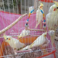 عروس هلندی بالغ مولد