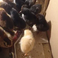 جوجه رسمی ،لاری، اردک ،قوقاز ، مرغ شاخدار  بلدرچین