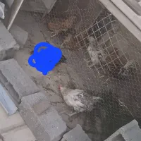 مرغ وخروس