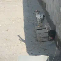 جوجه خروس پیداشده