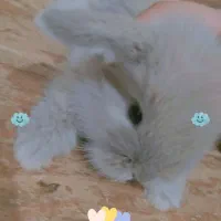 بچه خرگوش لپ