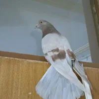 کبوتر