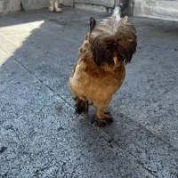 مرغ و خروس لهستانی- سلطان