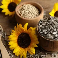فروش تخمه افتاب گردان و مغز تخمه باکیفیت