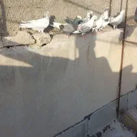کبوتر