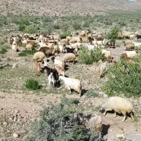 فروش 10راس بز محلی