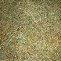 اسفند تازه پردود