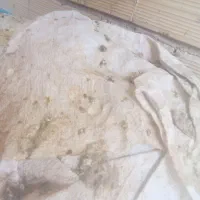 کبوتر (کود کبوتر)