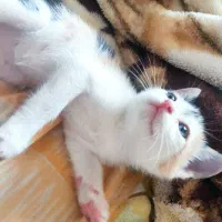 واگذاری بچه گربه