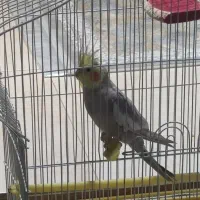 عروس هلندی نر سخنگو