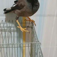 مرغ مینا سخنگو