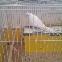 مرغ عشق ماده