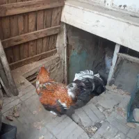 خروس چاق