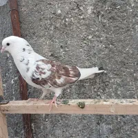 کبوترکفتر