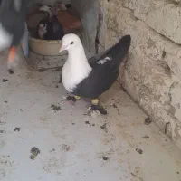 کلاغ سیاه