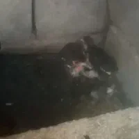 فروش مرغ