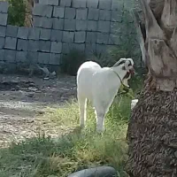 کهره نرچاق
