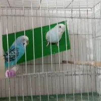 مرغ عشق         مولد جوجه داده با جوجه