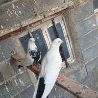 دم سیاه