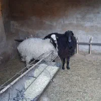بره پروار