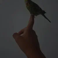 مرغ عشق جفت
