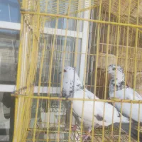 کبوتر