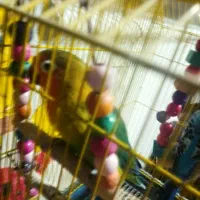 طوطی برزیلی و مرغ عشق
