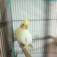 عروس هلندی ماده