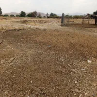 کودحیوانی