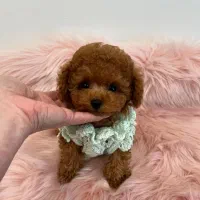 سگ توله توی پودل پودل اپریکات ۶۵ روز