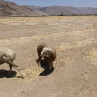 بره نر