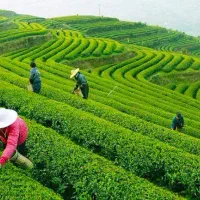 استخدام فوری نیروی کار در مزرعه چای ترابزون