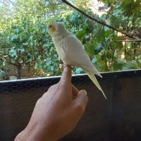 عروس هلندی معاوضه با قناری نر