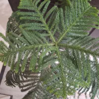 کاج ۴طبقه